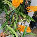 Image of Rust-red Vanda