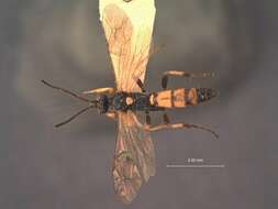 Image of Ichneumon parvus Cresson 1864