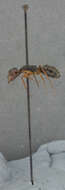 Image of Camponotus planus fernandinensis Wheeler 1919