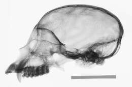 Image of Ateles geoffroyi yucatanensis Kellogg & Goldman 1944