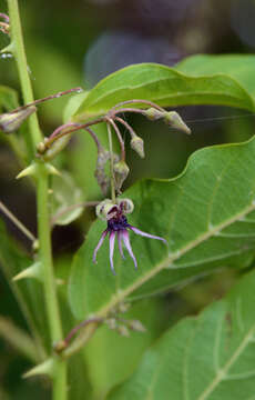 Image of Byttneria rhamnifolia Benth.