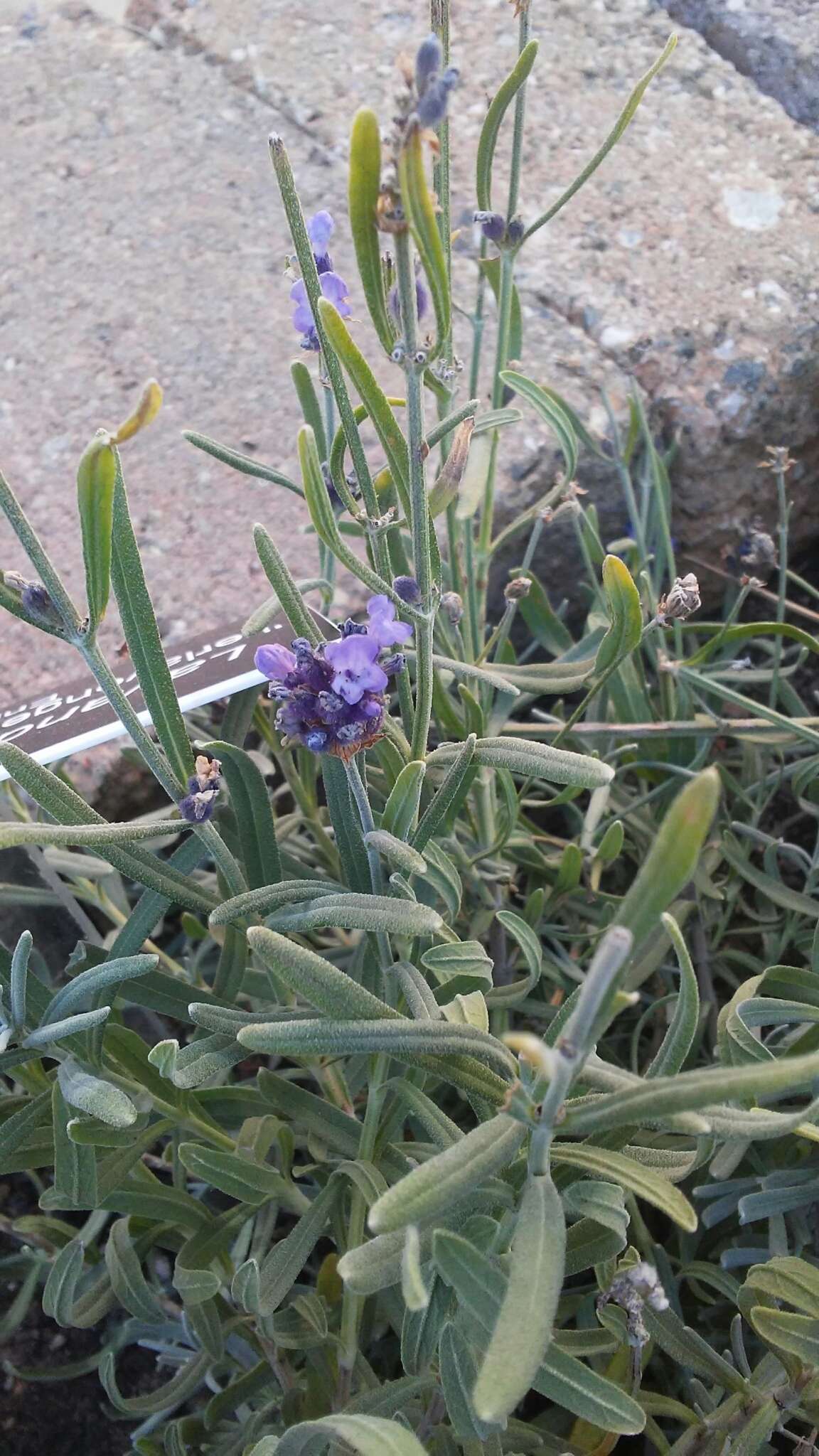 Image of English Lavendar