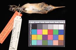 Image de Ramphocaenus melanurus panamensis Phillips & AR 1991