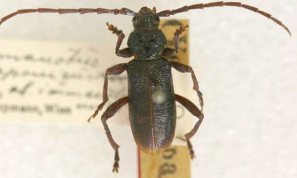 Image of Semanotus japonicus Lacordaire 1869