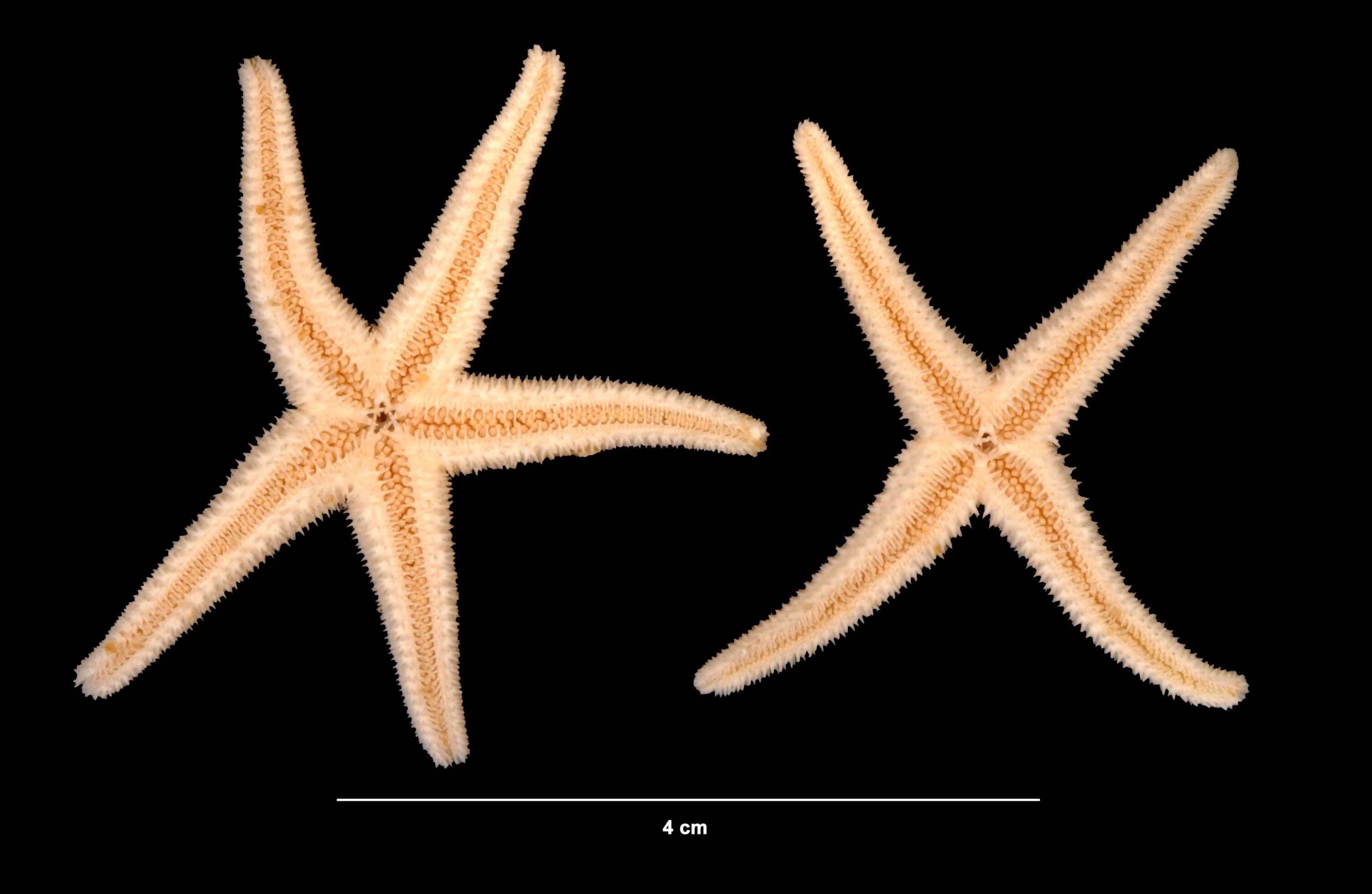 Image of Asterias Linnaeus 1758