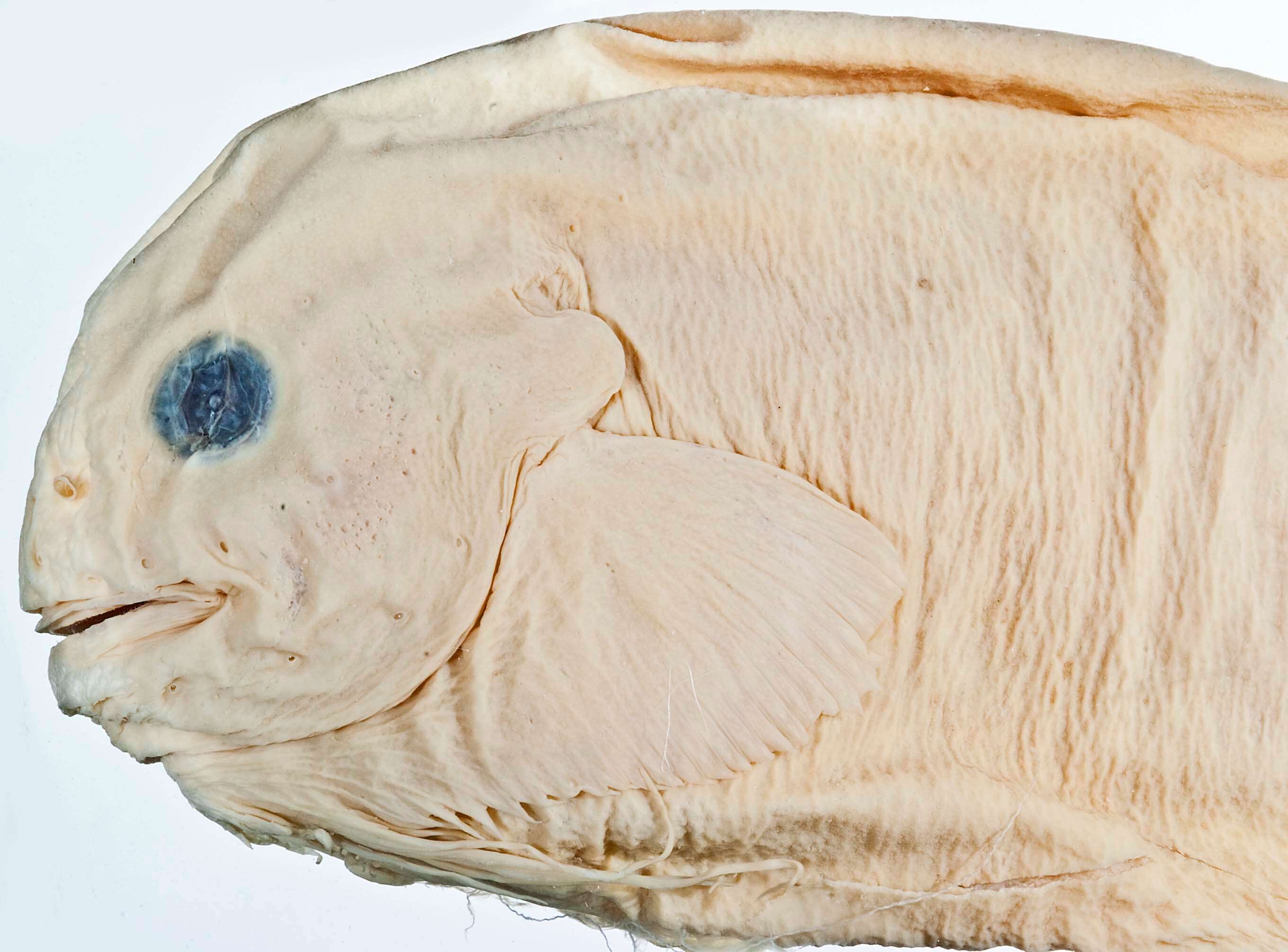 Image of Salmon snailfish