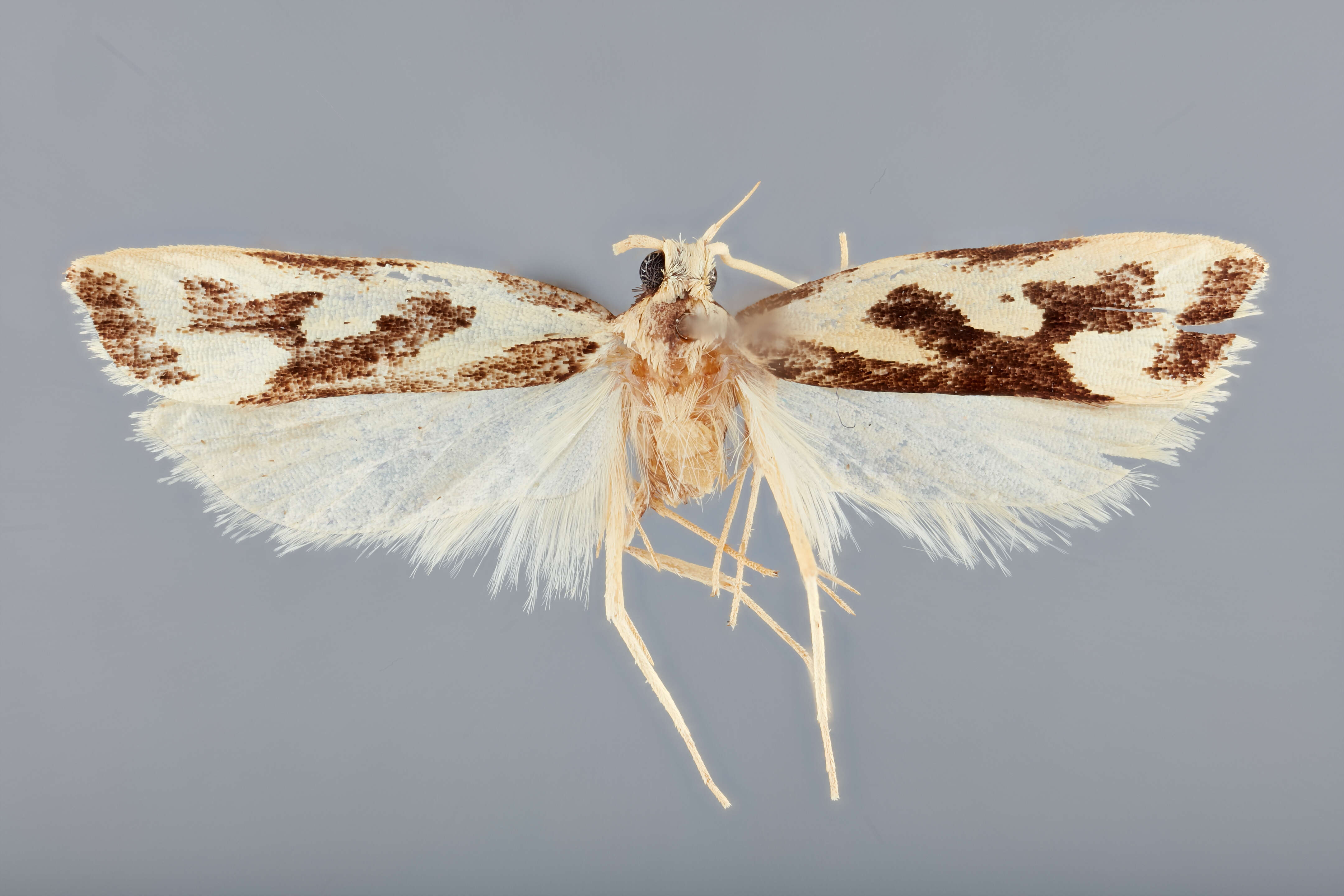 Image of Lecithocera inkyuleei Park 2012