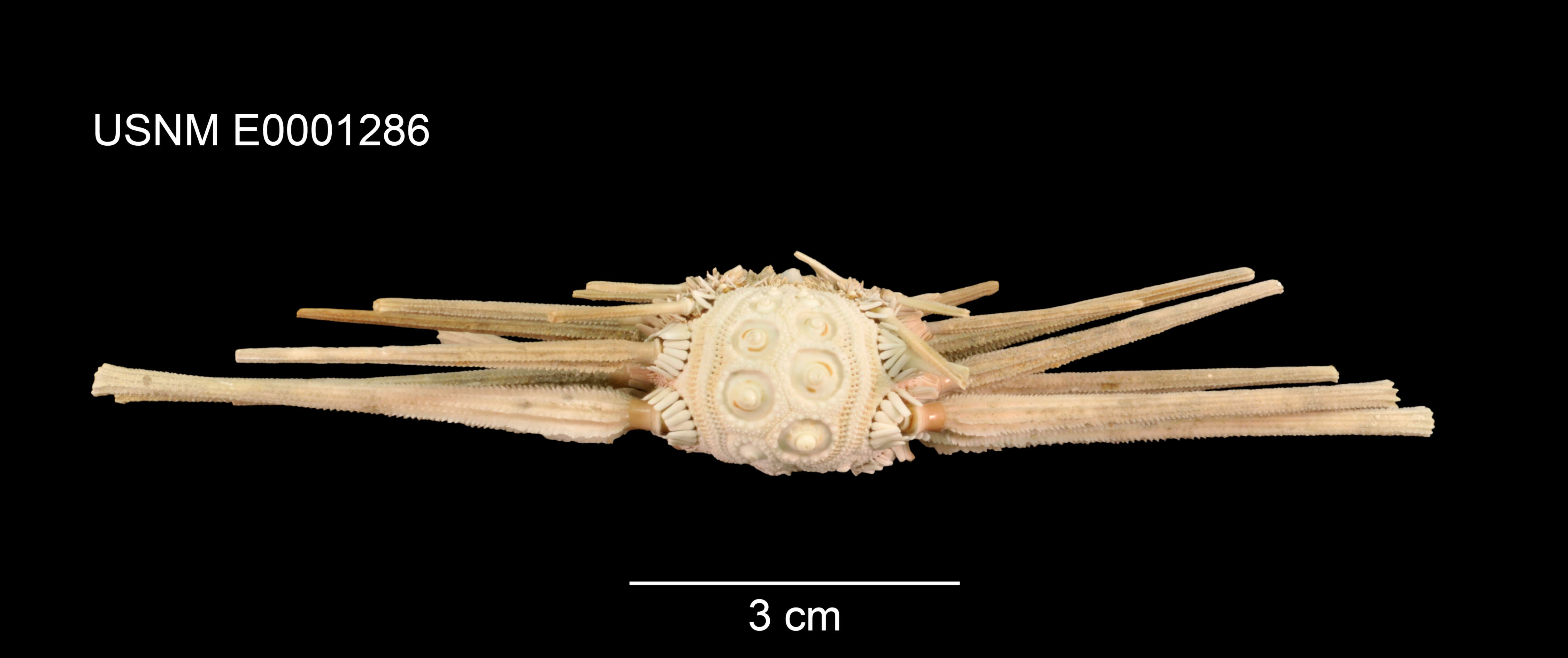 Image de Stereocidaris sceptriferoides lamellata Mortensen 1927