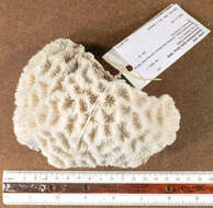 Image of Rough star coral