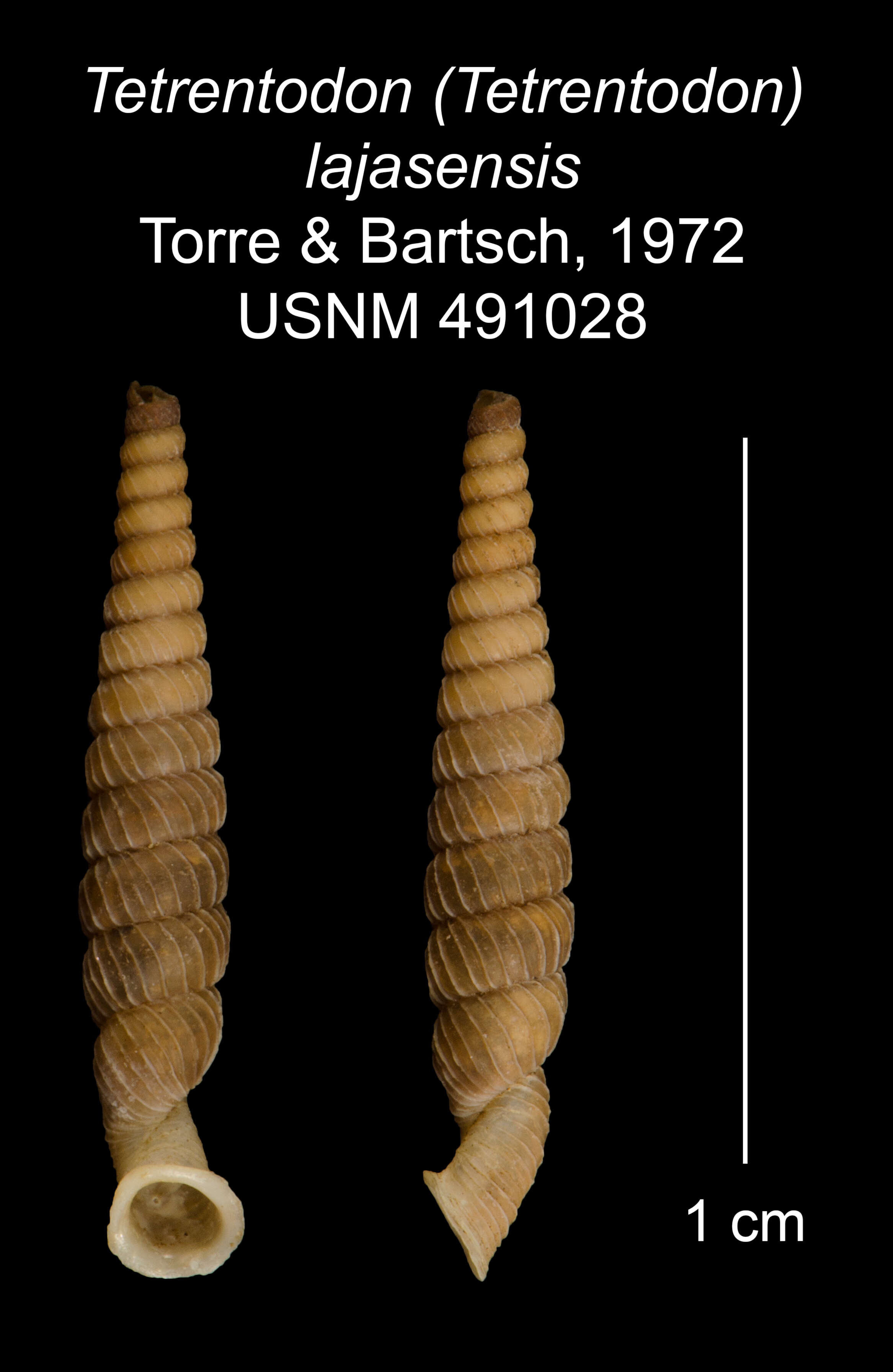 Image of Tetrentodon lajasensis C. de la Torre & Bartsch 1972