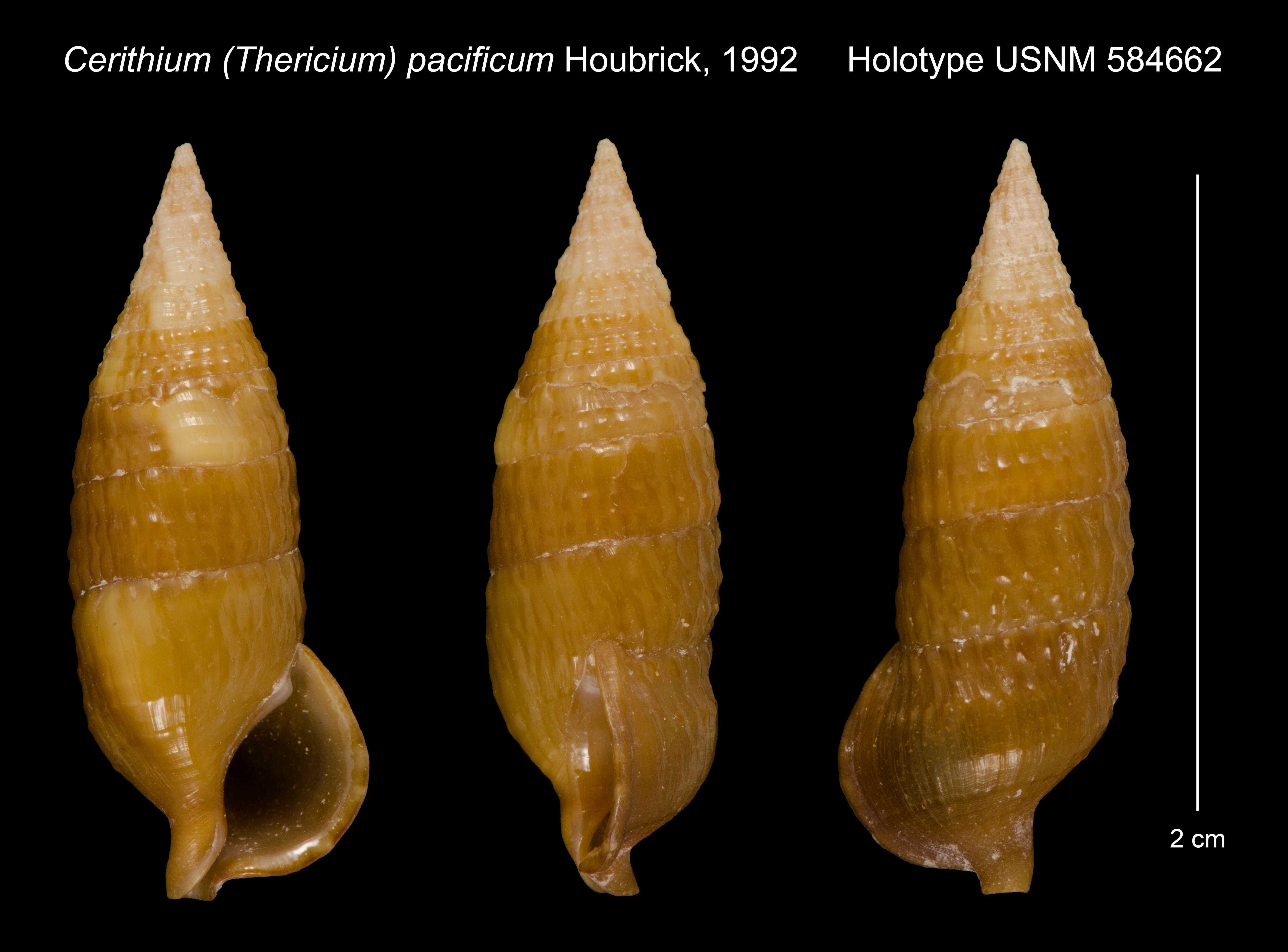Image of Cerithium pacificum Houbrick 1992