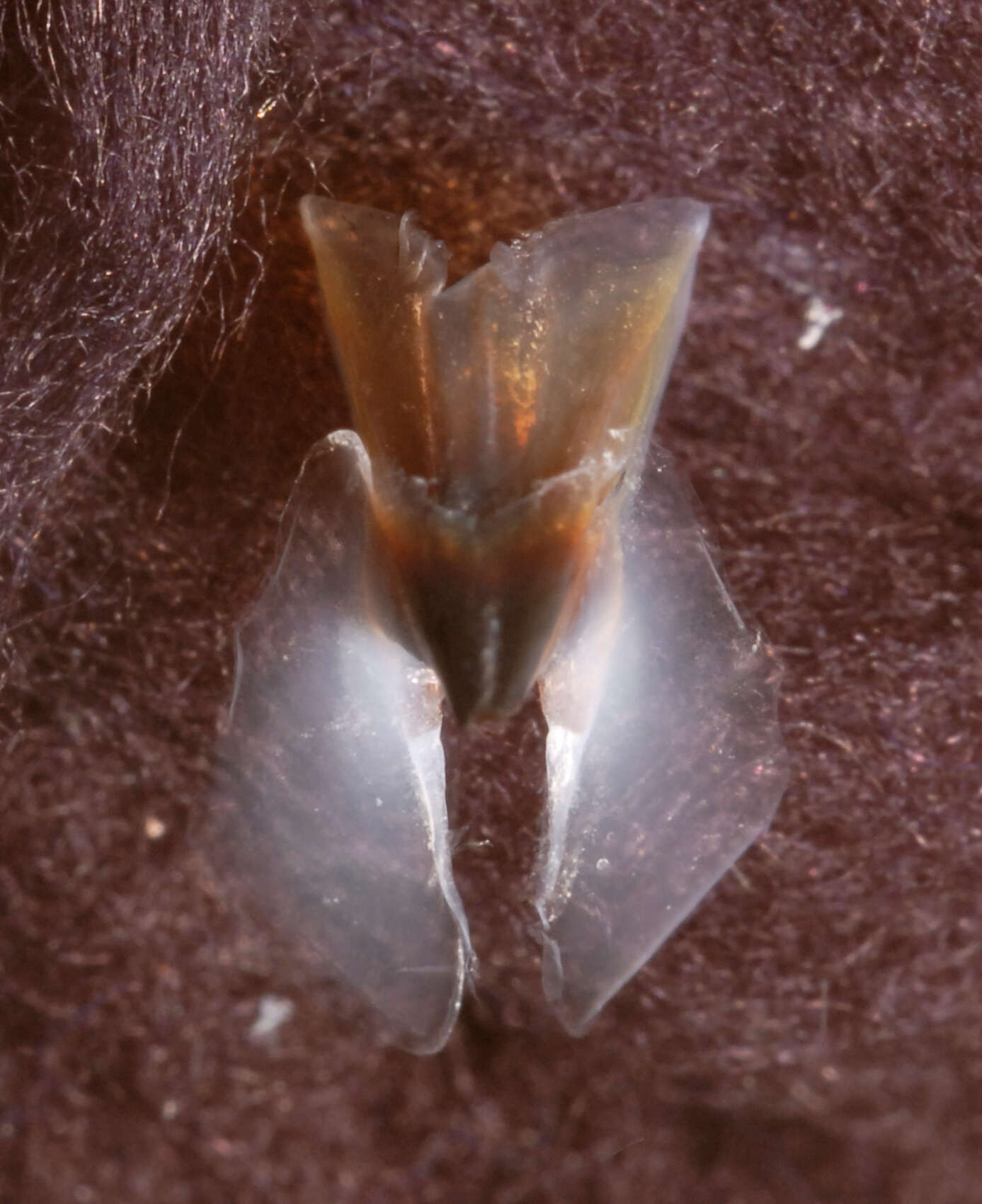 Image of pink scaled squid