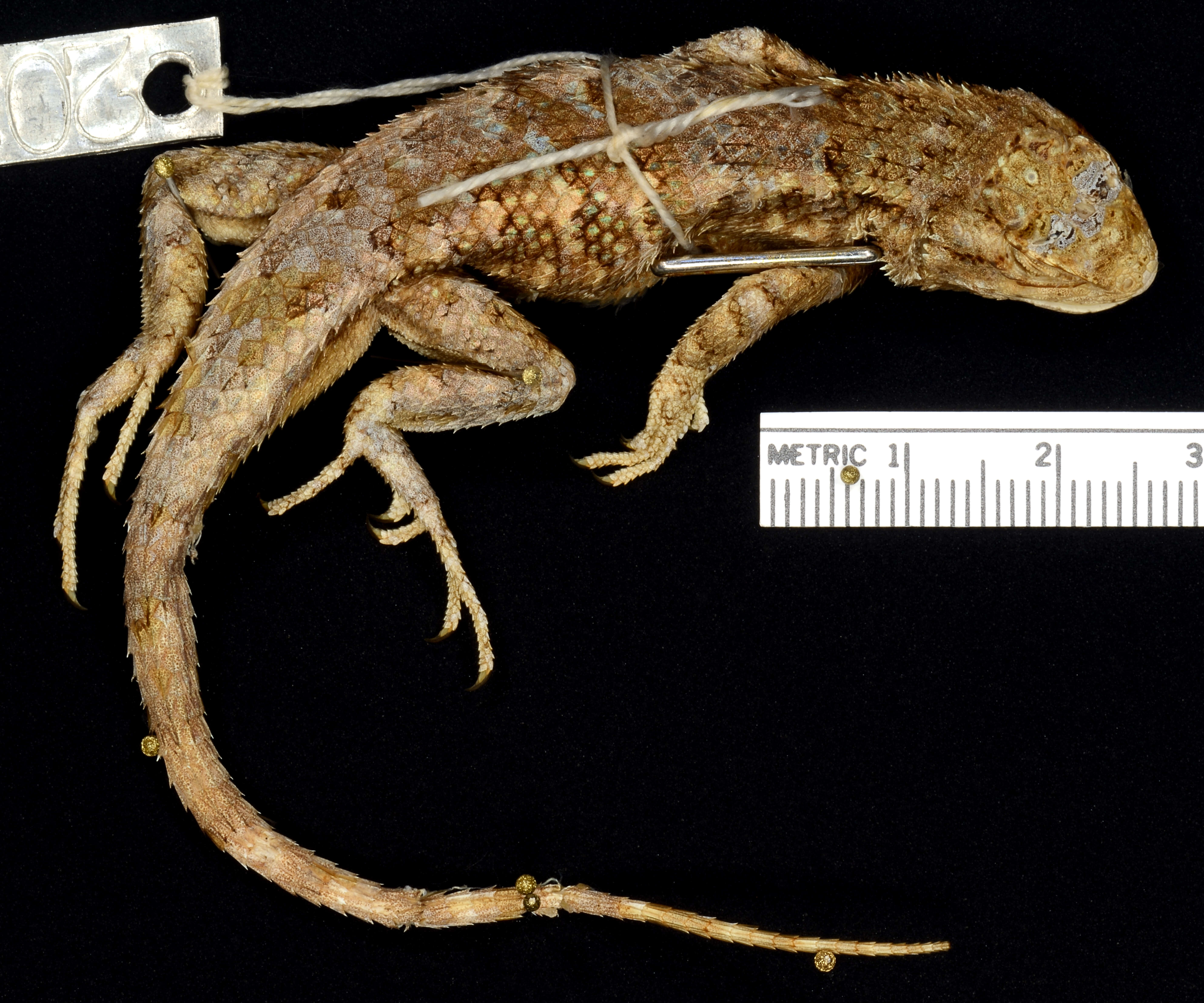 Image of Western Fence Lizard