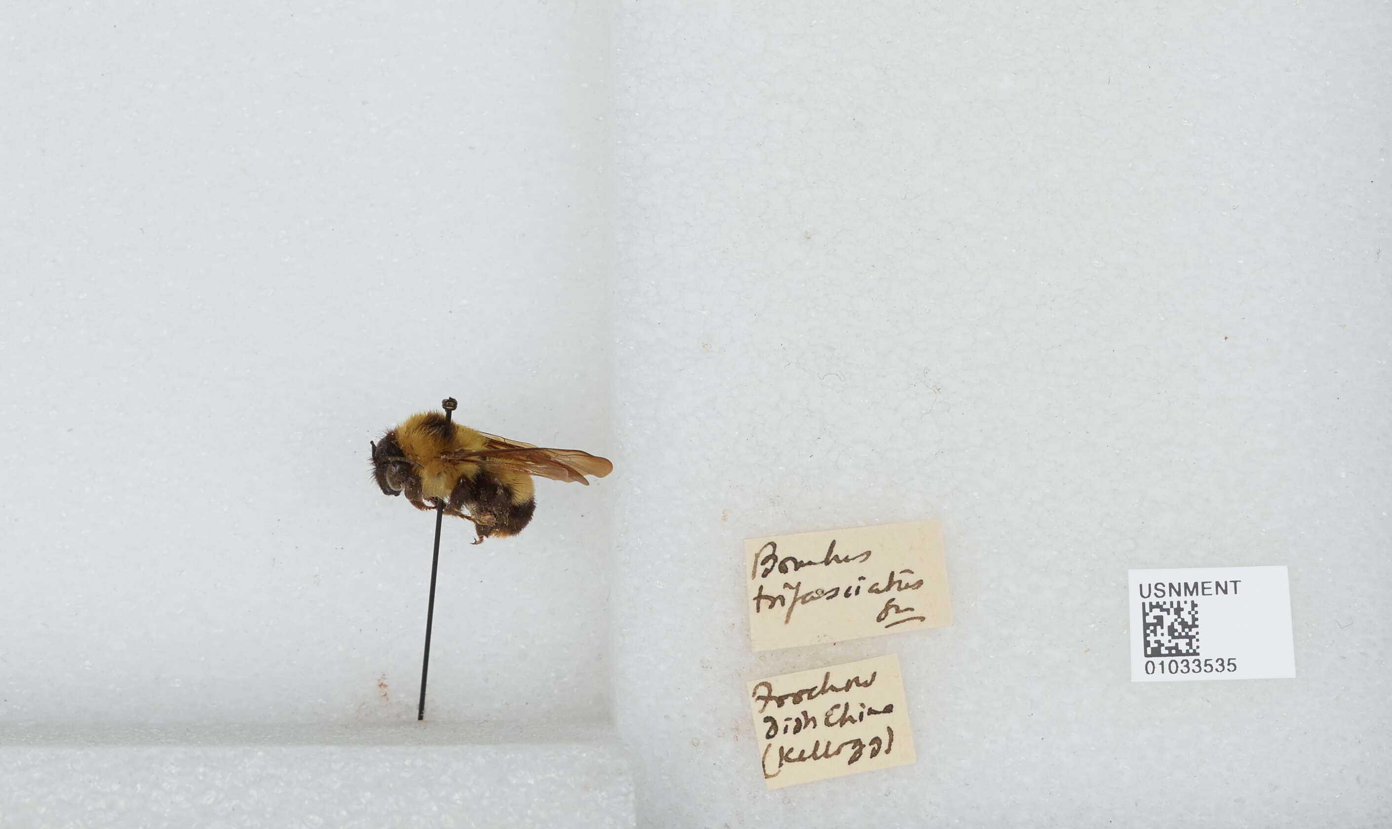 Image of Bombus trifasciatus Smith 1852