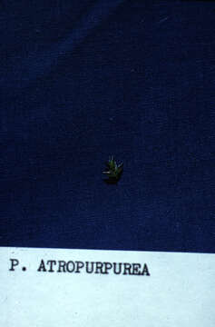 صورة Poa atropurpurea Scribn.