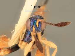 Image of Palmon zygas (Grissell & Goodpasture 1981)