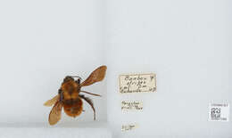 Image of Bombus atripes Smith 1852