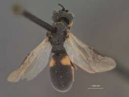 Image of Parasitoid wasp