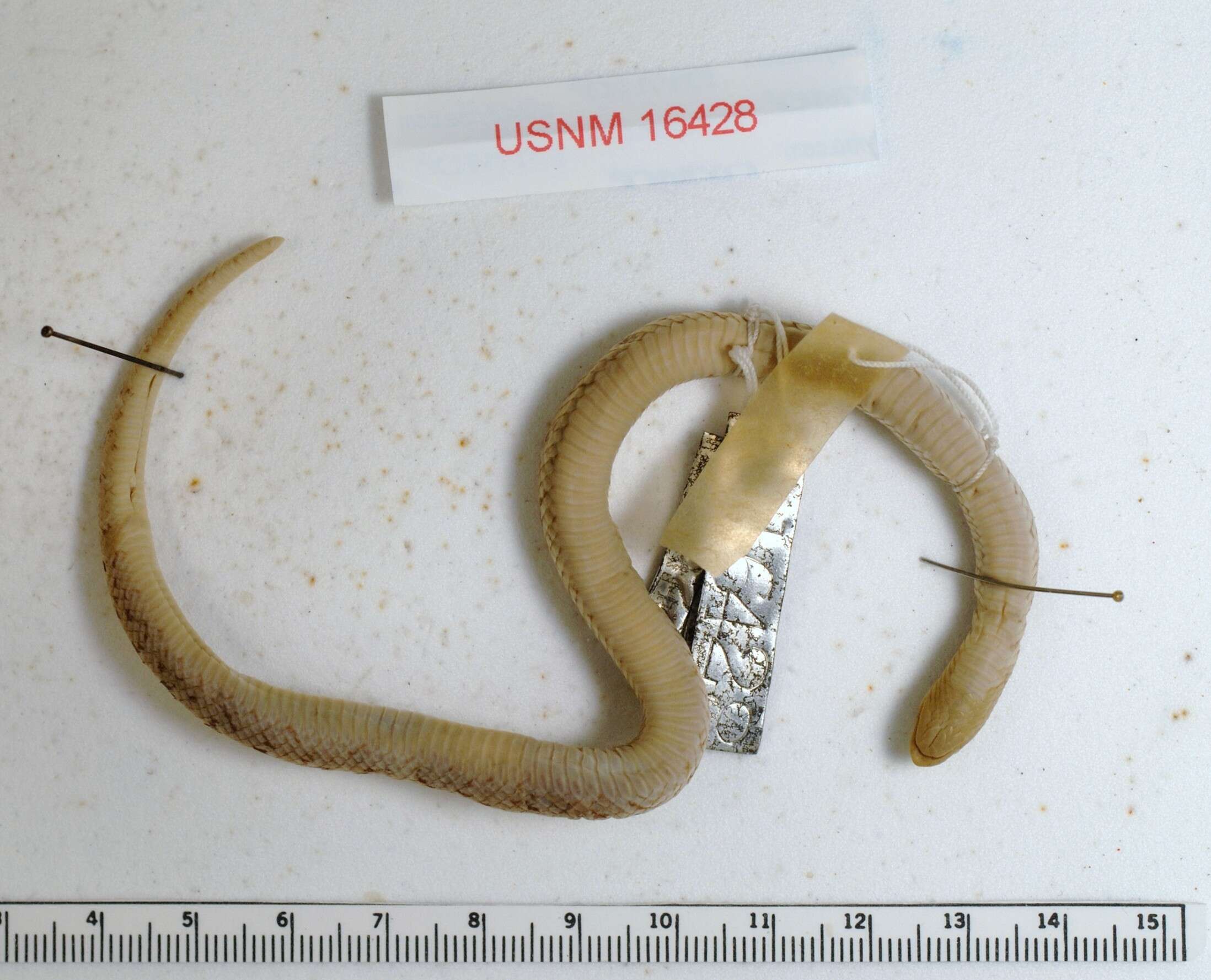 Image of Blotched Hooknose Snake