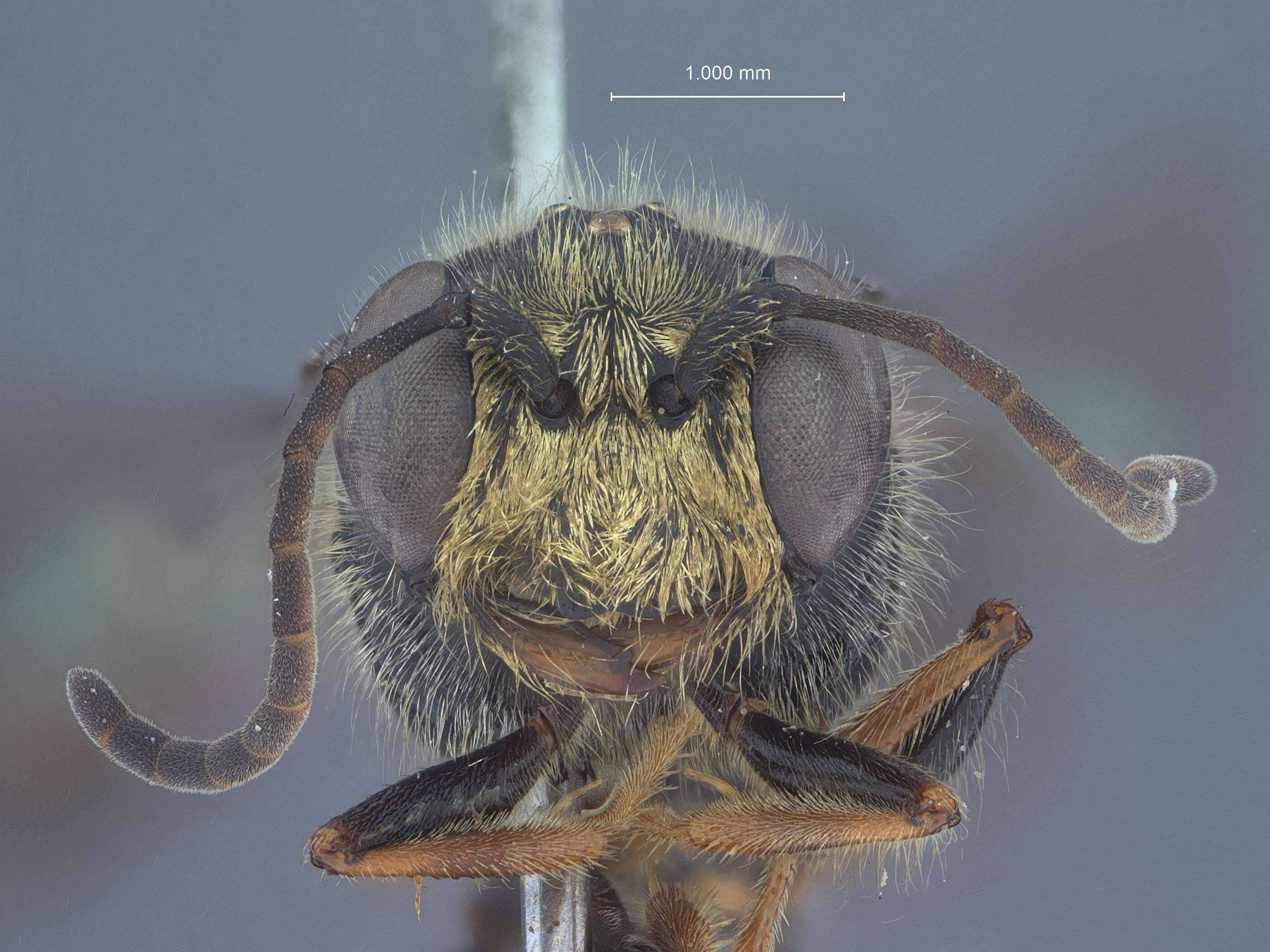 Image of Crossocerus tanoi Tsuneki 1968