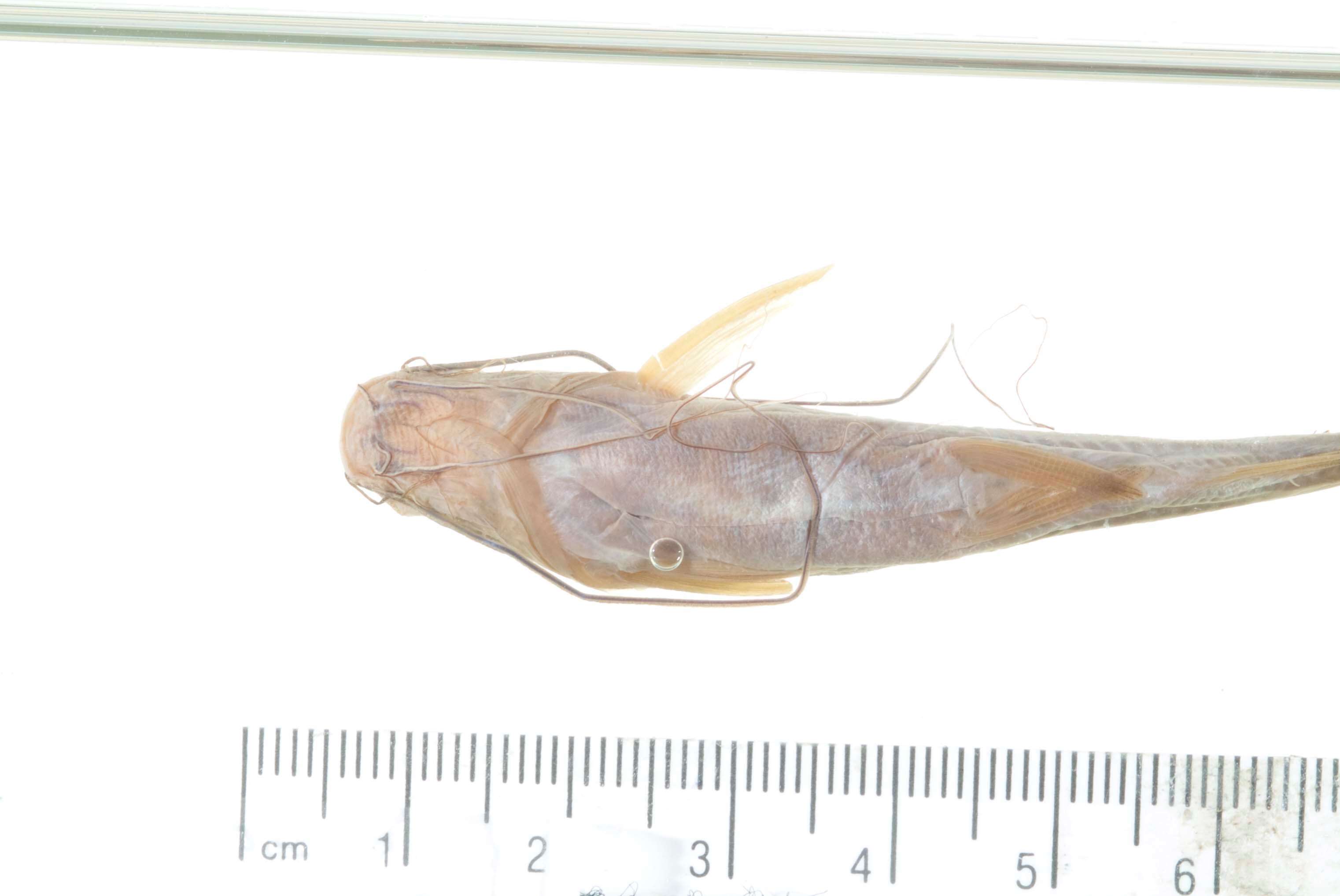 Image of Striped catfish