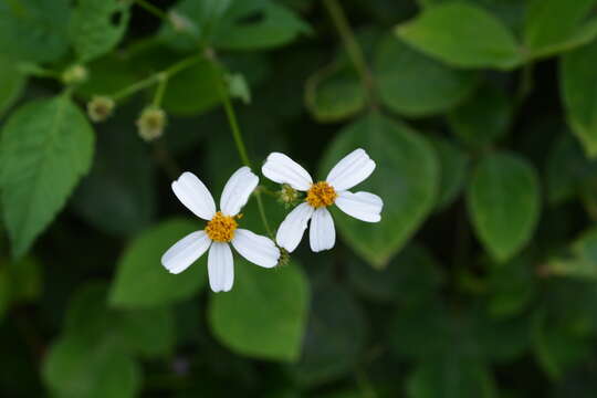 Plancia ëd Bidens alba var. radiata (Sch. Bip.) Ballard