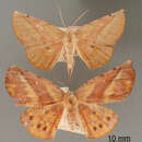 Simopteryx obliquilinea Dognin 1913 resmi