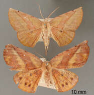 Simopteryx obliquilinea Dognin 1913 resmi