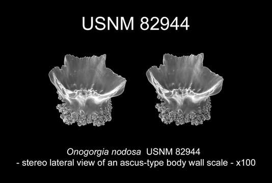 Image of Onogorgia nodosa (Molander 1929)