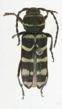 Image of Megacyllene punensis Martins & Galileo 2008