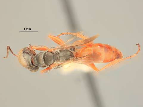 Image of Miscophus slossonae (Ashmead ex Kohl 1897)