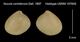 Image of Nucula carlottensis Dall 1897