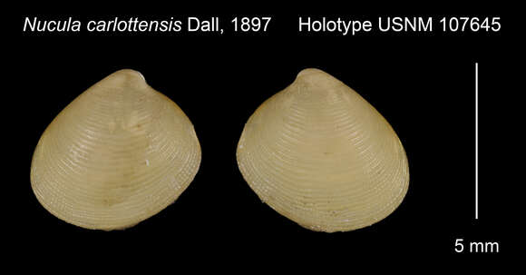 Nucula carlottensis Dall 1897的圖片