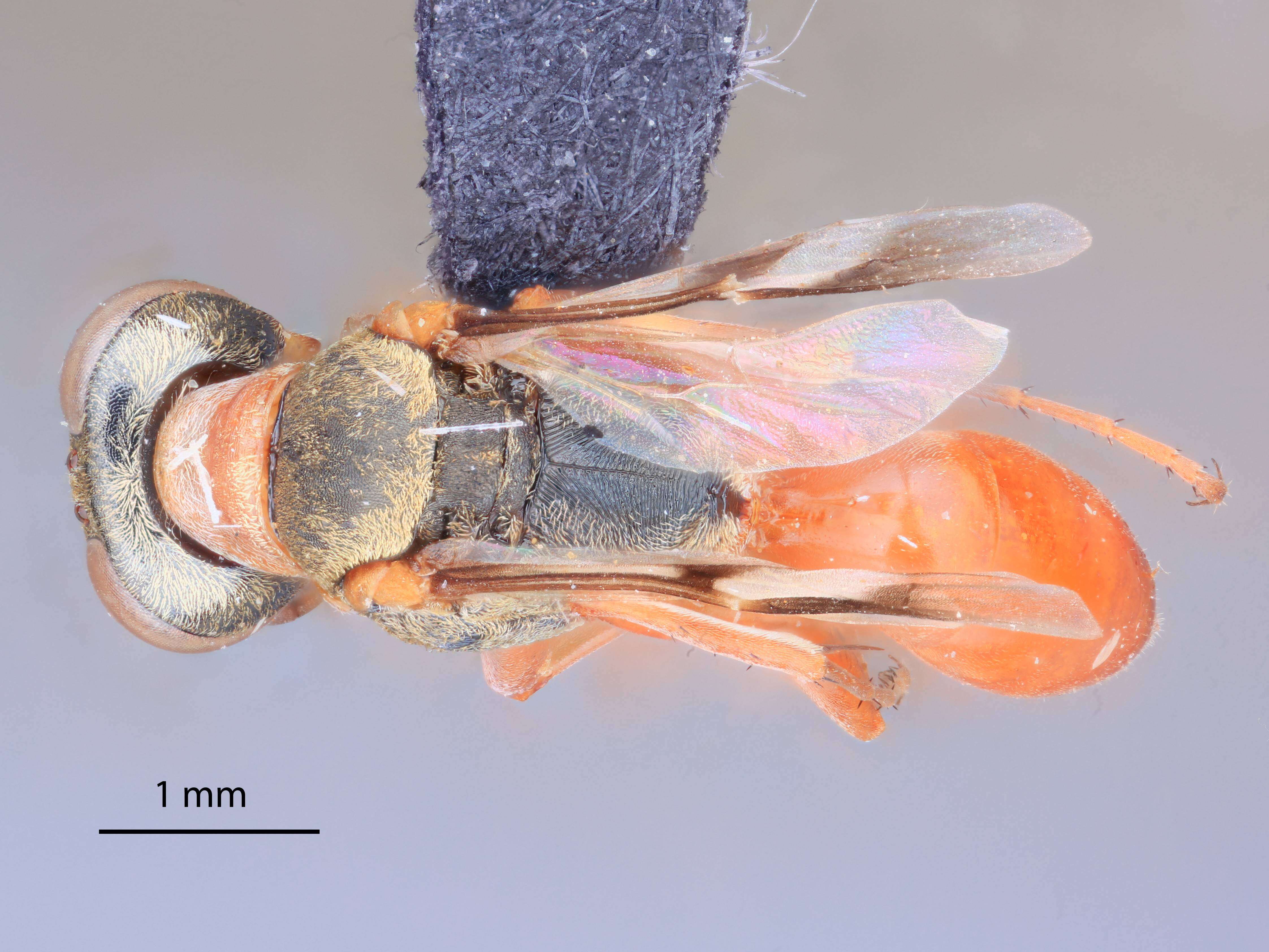 Plancia ëd Miscophus heliophilus Pulawski 1968