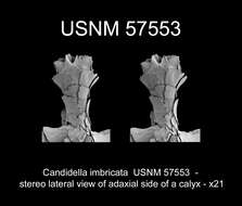 Imagem de Candidella imbricata (Johnson 1862)