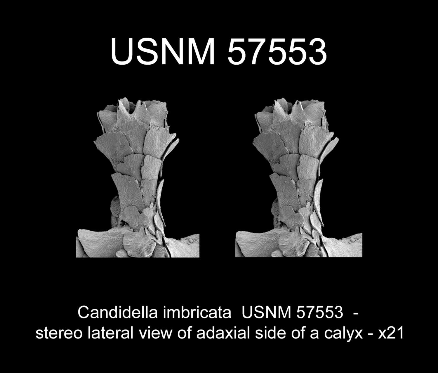 Imagem de Candidella imbricata (Johnson 1862)