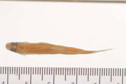 Imagem de Notropis volucellus (Cope 1865)