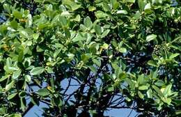 Image of Ficus L.
