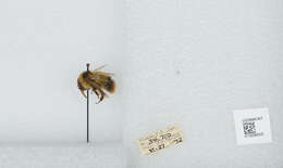 Image of Frigid Bumble Bee