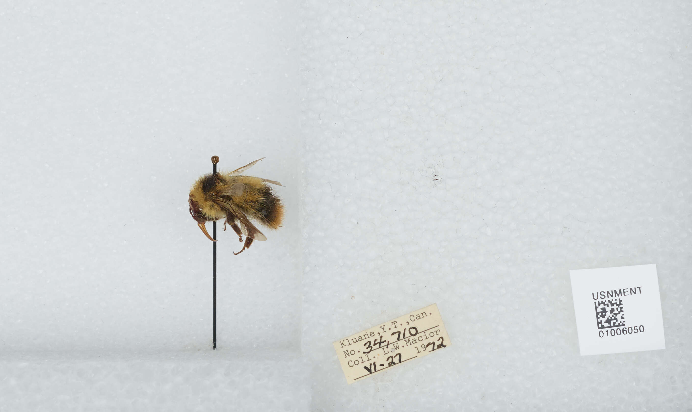 Image of Frigid Bumble Bee