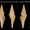 Image of Fusiturricula sunderlandi Petuch 1990