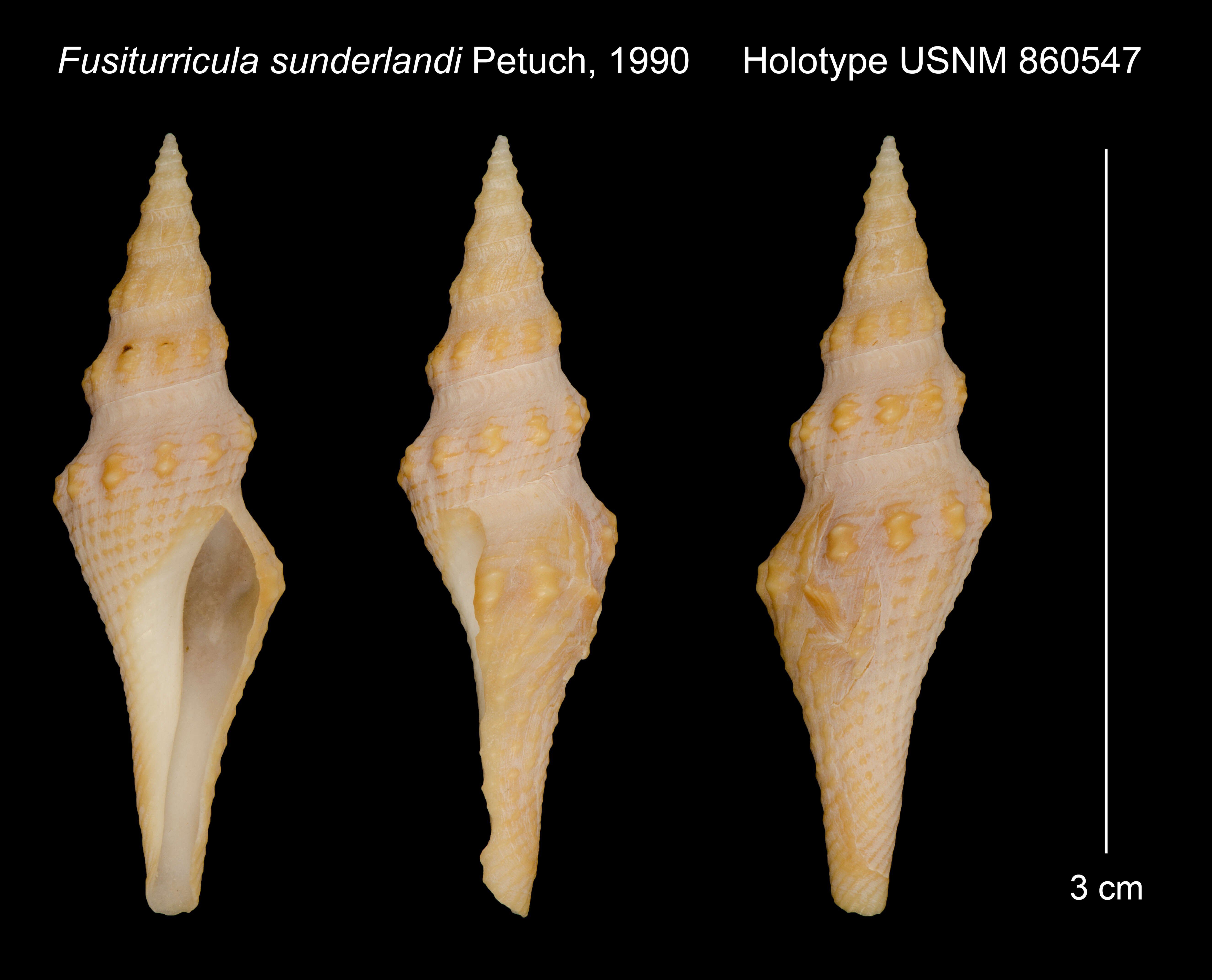 Image of Fusiturricula sunderlandi Petuch 1990