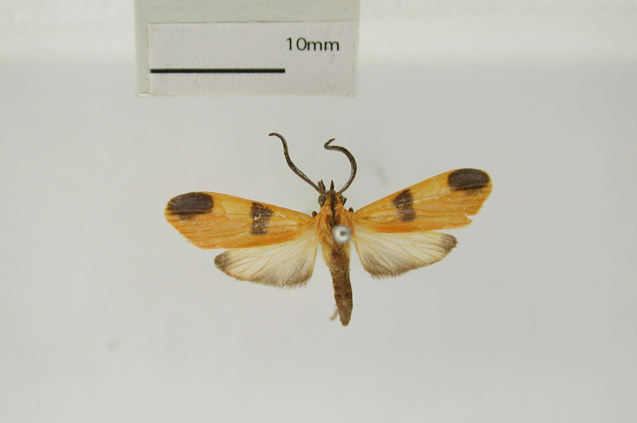 Image of Correbidia apicalis Schaus 1904