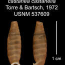 Image of <i>Trilamellaxis castanea castanella</i> Torre & Bartsch