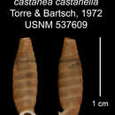 Imagem de <i>Trilamellaxis castanea castanella</i> Torre & Bartsch