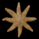 Image of Solaster regularis subarcuatus Sladen 1889