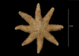 Imagem de Solaster regularis subarcuatus Sladen 1889