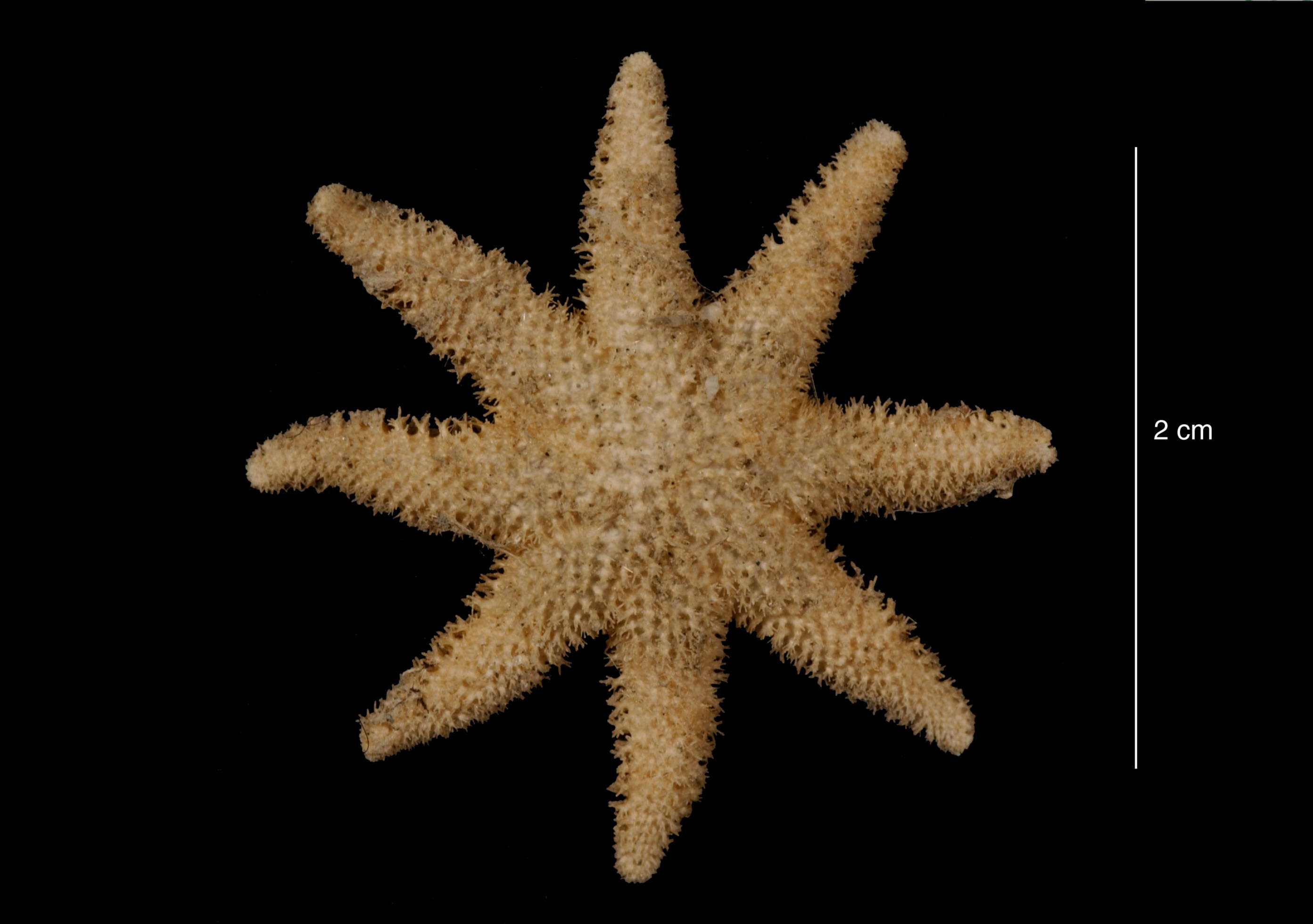 Image of Solaster regularis subarcuatus Sladen 1889