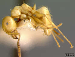 Imagem de <i>Lasius interjectus</i>