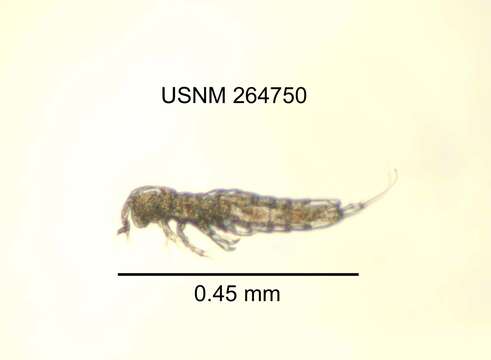 Image of Parastenocaris brevipes Kessler 1913